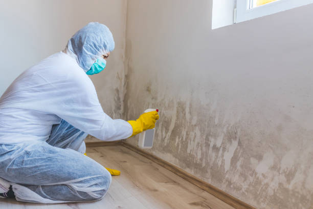 Professional mold removal team in Lyons